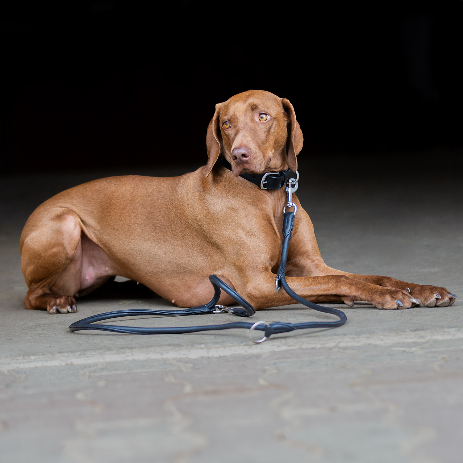 Hundeleine Companion Slim