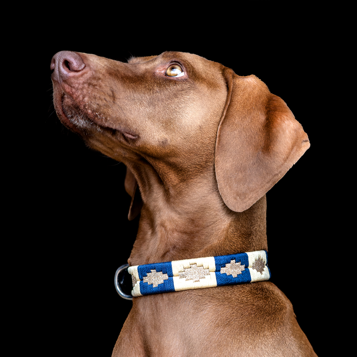 Hundehalsband Match S