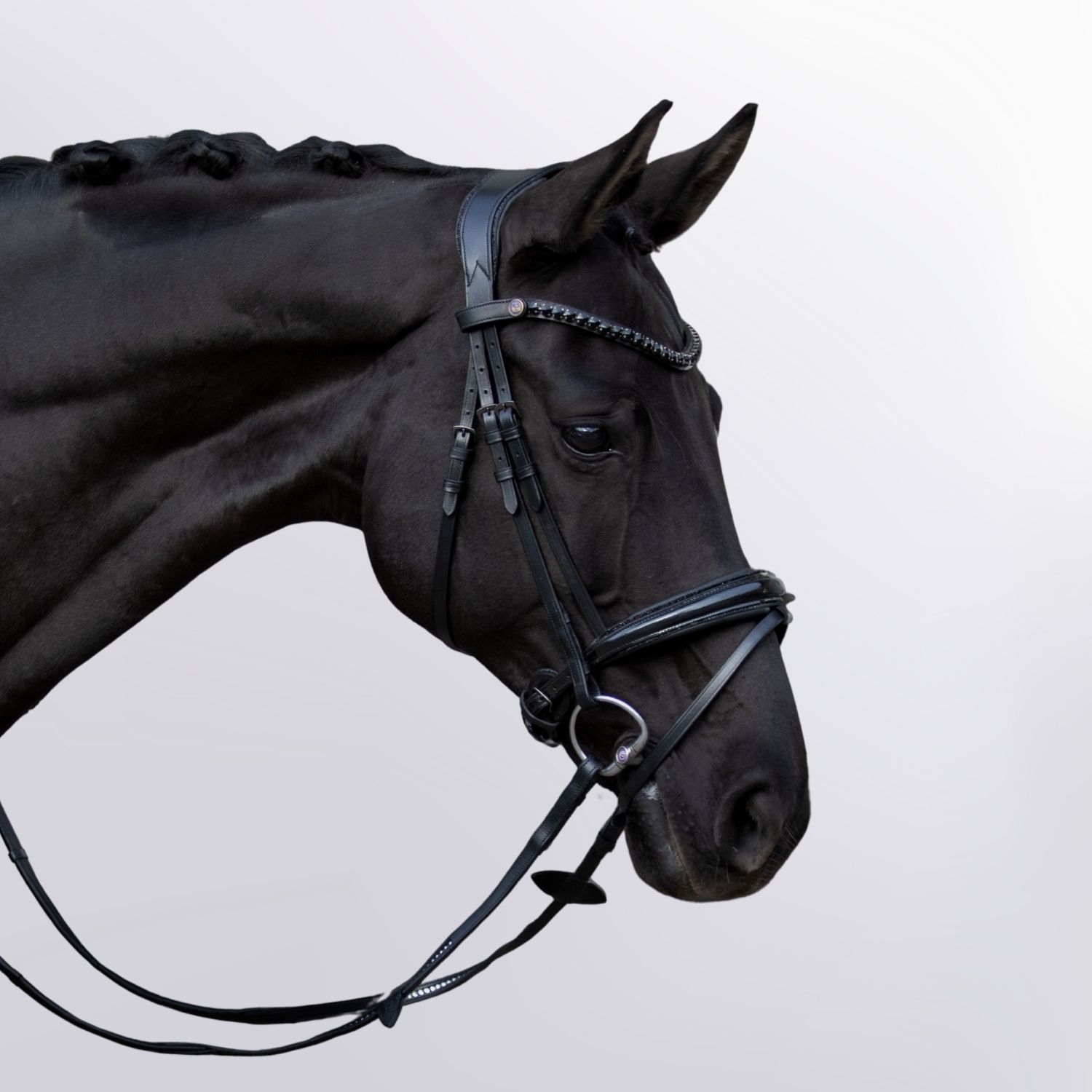 Bridle Midnight Glow
