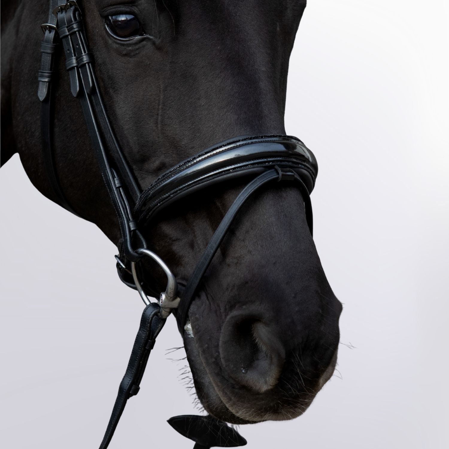 Bridle Midnight Cob